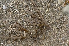 Carpophyllum maschalocarpum