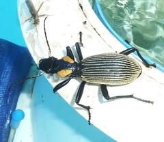 Anthia burchelli burchelli