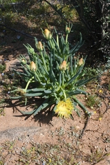 Conicosia pugioniformis