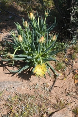 Conicosia pugioniformis