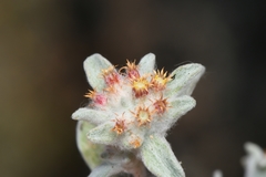 Helichrysum leontonyx