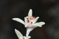 Helichrysum leontonyx