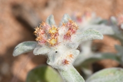 Helichrysum leontonyx