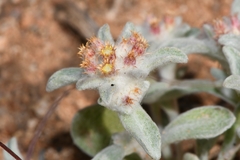 Helichrysum leontonyx