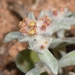 Helichrysum leontonyx - Photo (c) Joey Santore, algunos derechos reservados (CC BY-NC), subido por Joey Santore