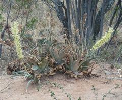 Sansevieria aethiopica