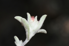 Helichrysum leontonyx