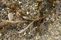 Carpophyllum maschalocarpum