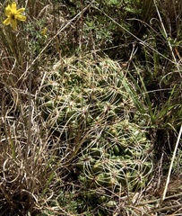 Gymnocalycium monvillei
