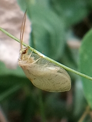 Hemerobius marginatus