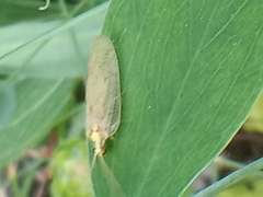 Hemerobius marginatus