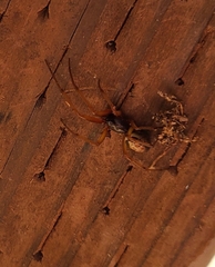 Steatoda nobilis