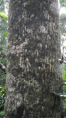 Olea capensis macrocarpa