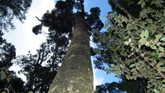 Olea capensis macrocarpa