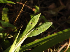Iris foetidissima