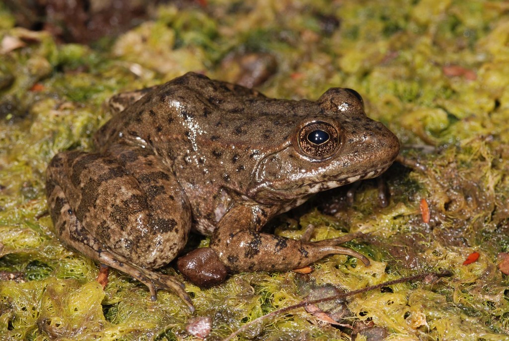 Smooth-backed Frog