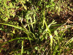 Iris foetidissima