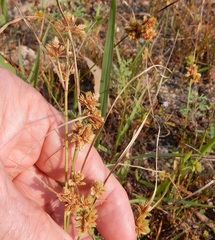 Cyperus acuminatus