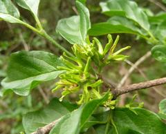 Vangueria macrocalyx