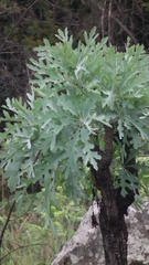 Cussonia paniculata sinuata