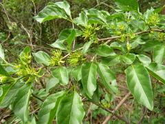 Vangueria macrocalyx