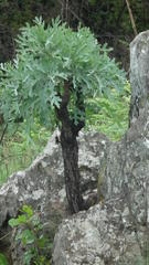 Cussonia paniculata sinuata