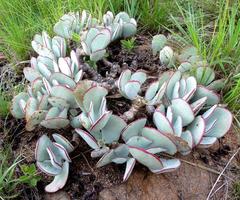 Cotyledon orbiculata oblonga
