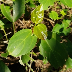 Scepocarpus trinervis