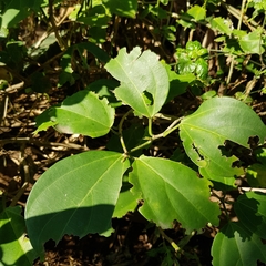 Scepocarpus trinervis