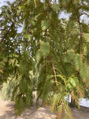 Metasequoia