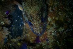 Acanthistius sebastoides