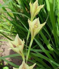 Gladiolus longicollis longicollis