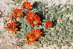 Gazania leiopoda