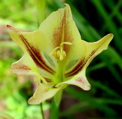Gladiolus longicollis longicollis