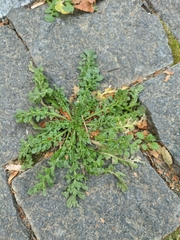 Capsella bursa-pastoris