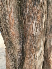 Metasequoia
