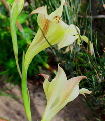 Gladiolus longicollis longicollis