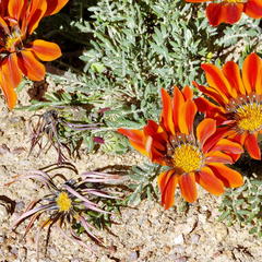 Gazania leiopoda