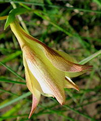 Gladiolus longicollis longicollis