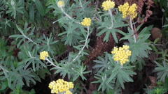 Helichrysum splendidum