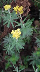 Helichrysum splendidum