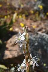 Chlorophytum crassinerve