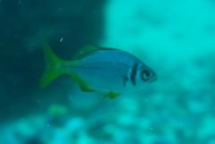 Boopsoidea inornata