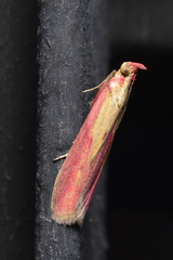 Oncocera semirubella