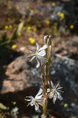 Chlorophytum crassinerve
