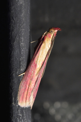 Oncocera semirubella