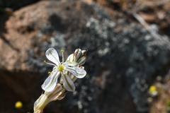 Chlorophytum crassinerve