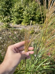 Miscanthus sacchariflorus