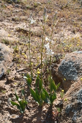 Chlorophytum crassinerve