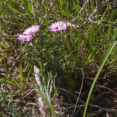 Lampranthus elegans